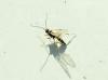 Banchus sp.